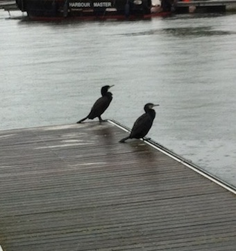 Cormorants_two