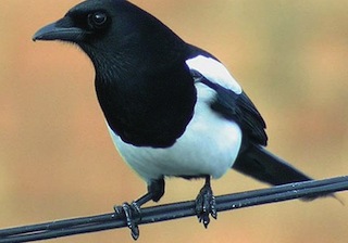 Magpie_rspb.org