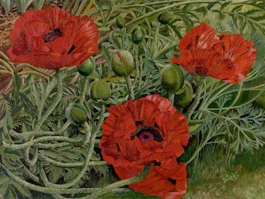 Spencer, Stanley, 1891-1959; Poppies