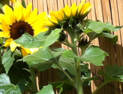 Sunflowers.1