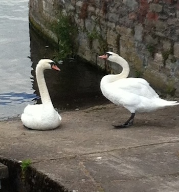 Swans.1