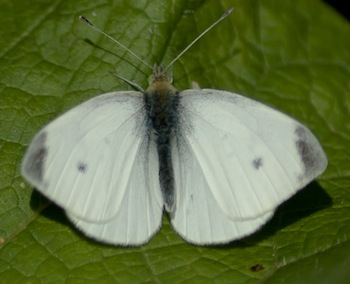 Small White - Male