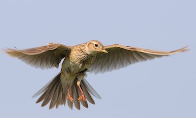Skylark