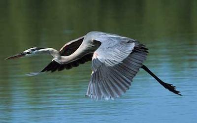 Blue-Heron-via-Telegraph