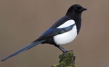 Magpie