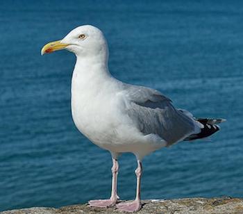 Herring-Gull