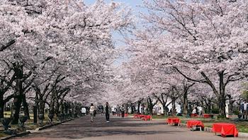Cherry-Blossom-Japan-Guide