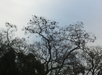 Crows