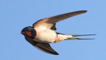 Swallow-BBC