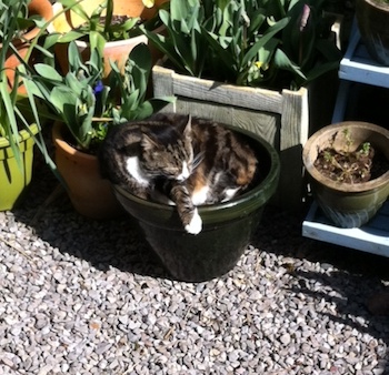 Catpot